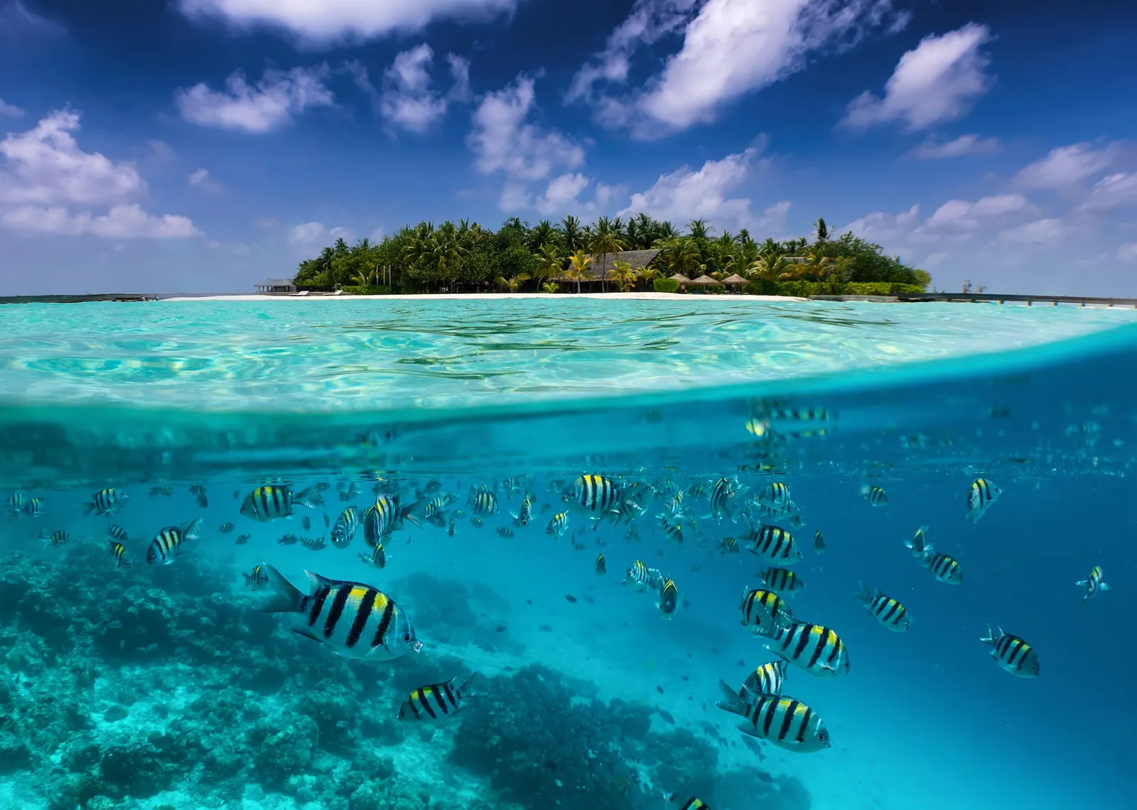 Half above and half below the water: the island and its palms on top, a school of sergeant fish over the reef beneath.