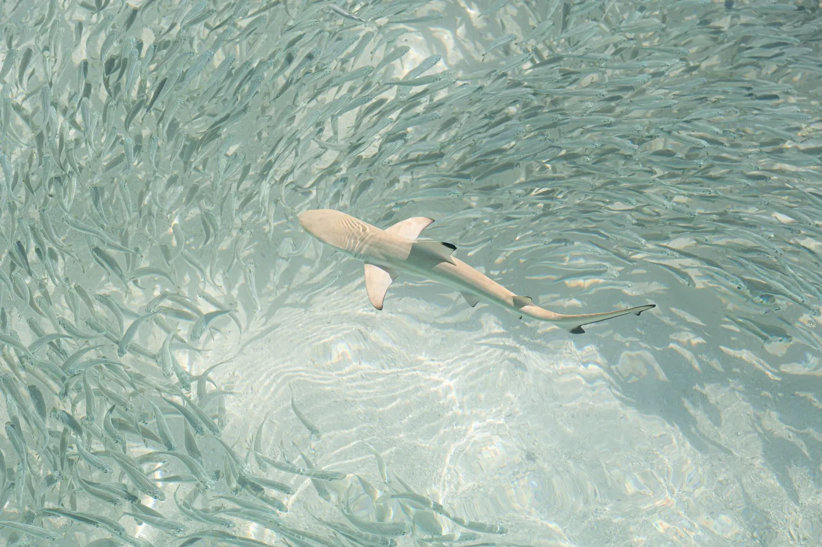 A young blacktip shark swimming through a shoal of silver fish in the shallow lagoon.