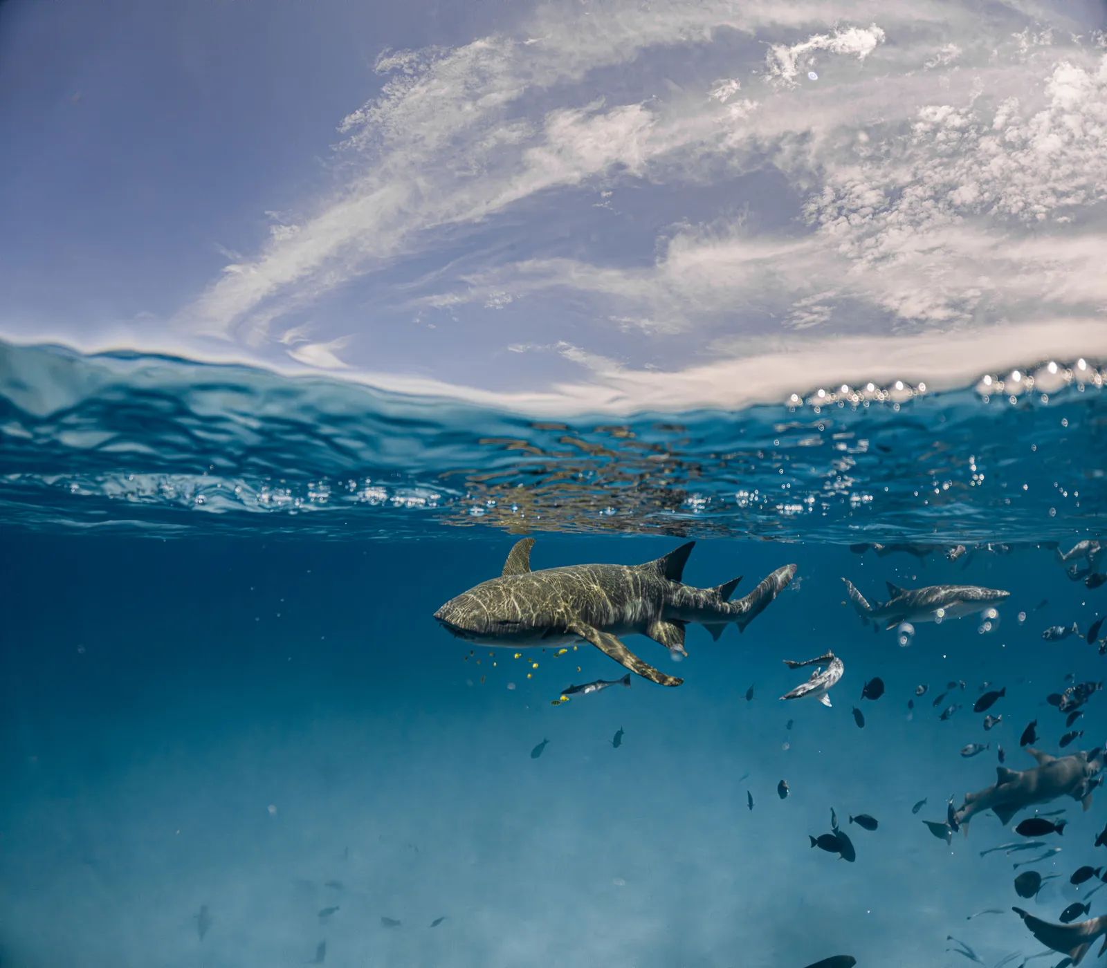 A nurse shark just below the surface among shoals of fish, with the sky above the waterline.