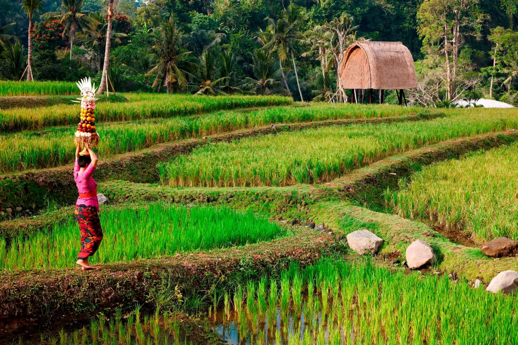 A woman carries offerings on her head across the resort’s rice terraces, a thatched barn above