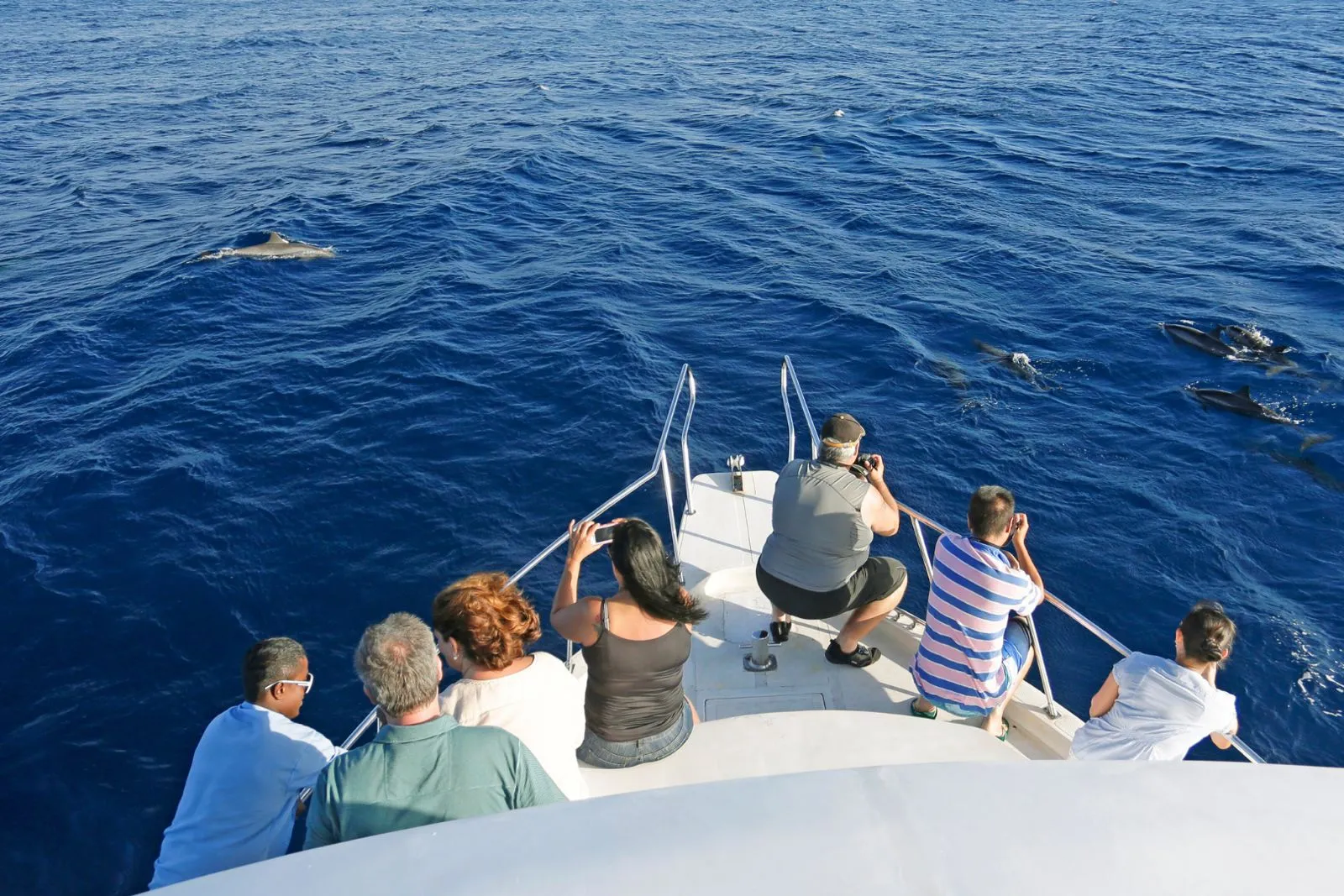 A group of guests on the bow of a boat watch dolphins swimming in the deep blue sea.