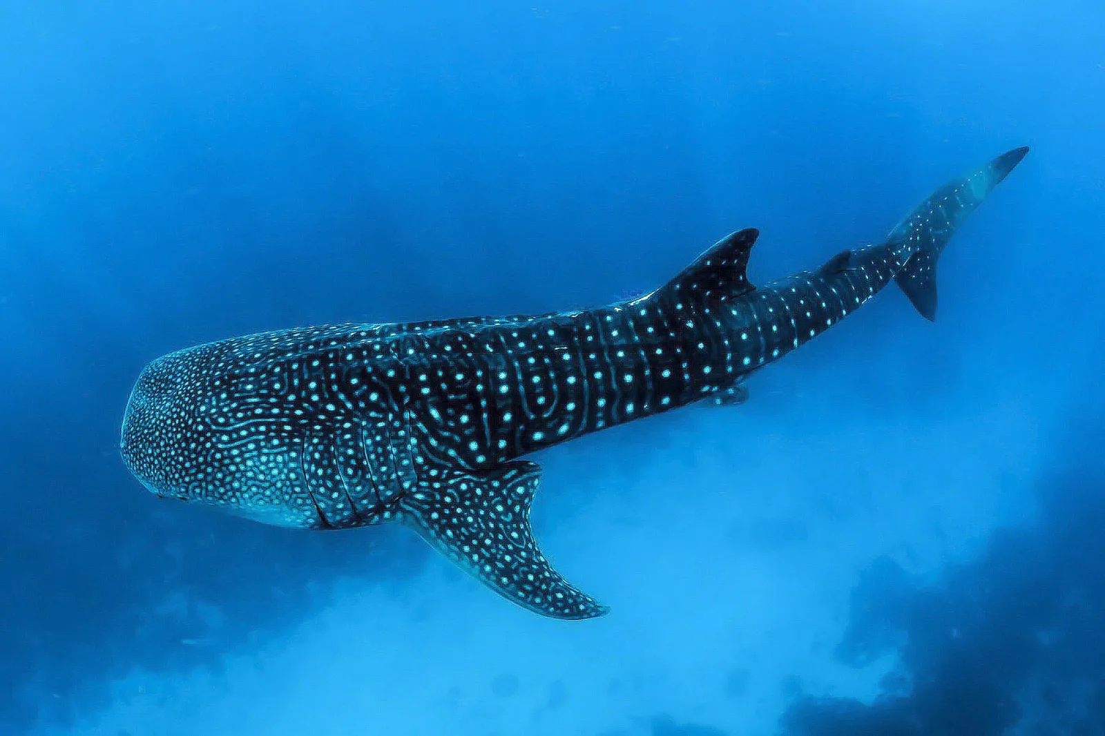 A whale shark, its skin spotted with white, swimming in the deep blue of the ocean.