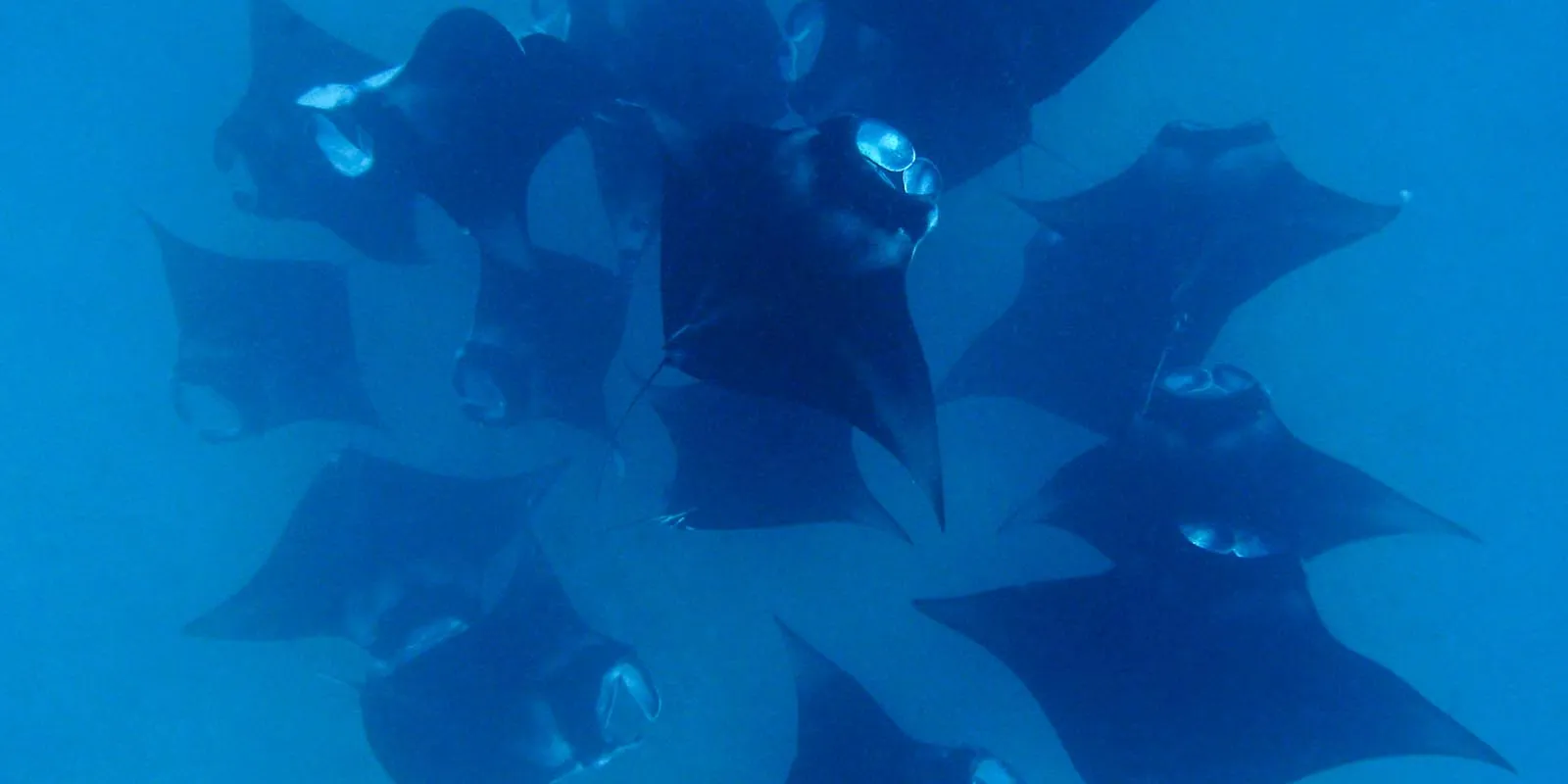 A group of manta rays feeding in the blue