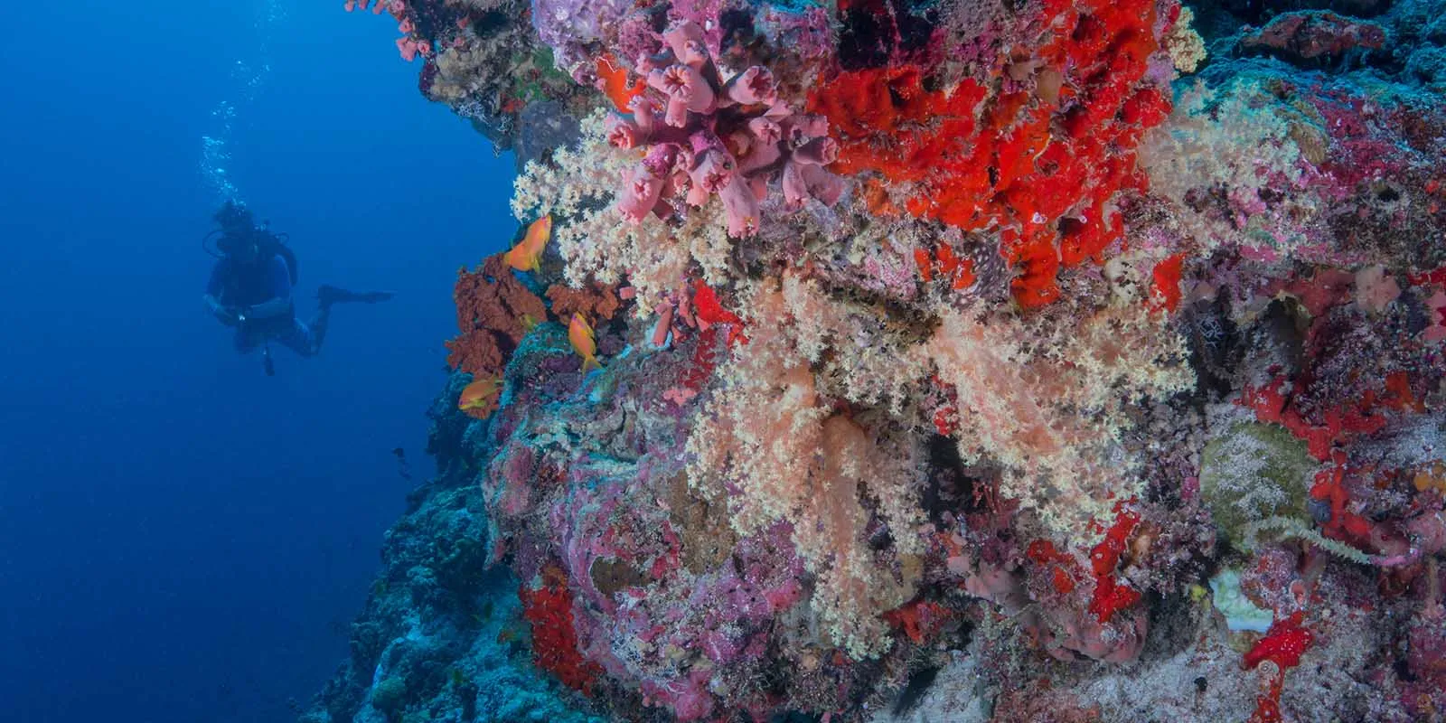 A diver beside a wall of red and yellow coral