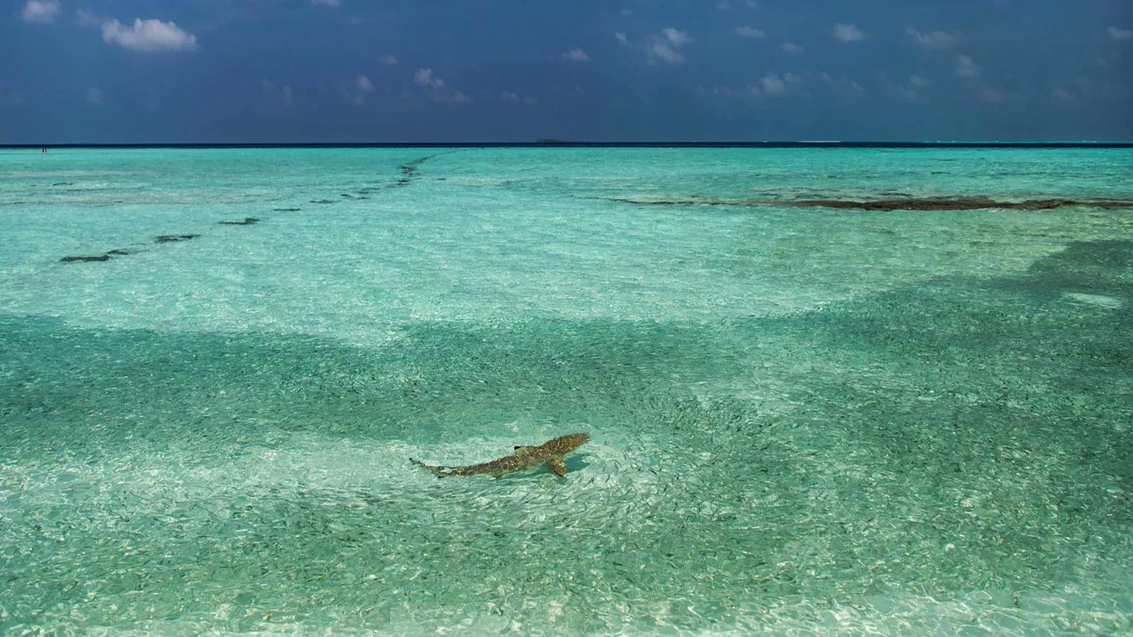 A blacktip shark swims in the clear shallows of the lagoon, with the reef on the horizon.