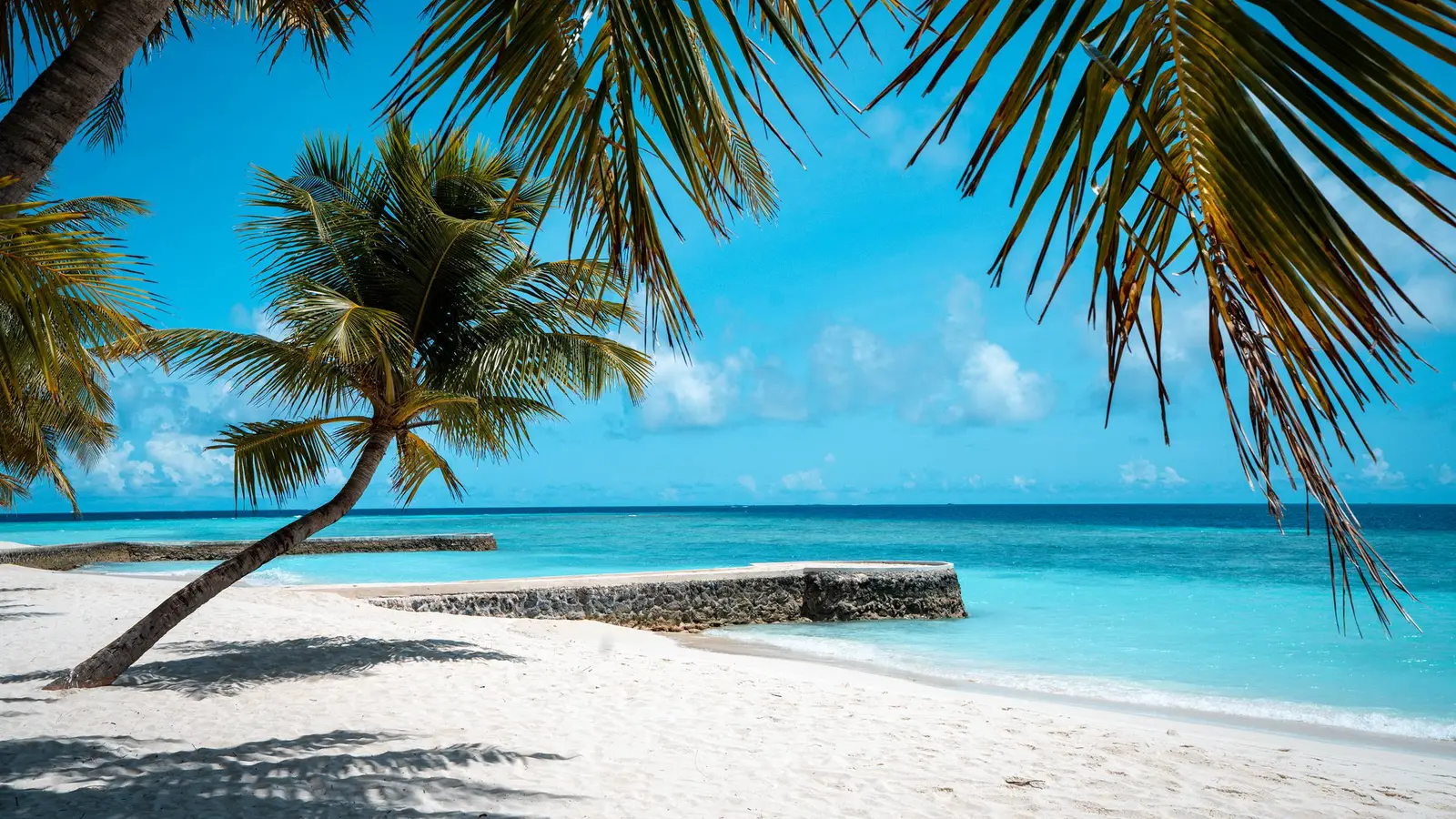 A palm leaning over the white beach, turquoise water and a low stone jetty behind.