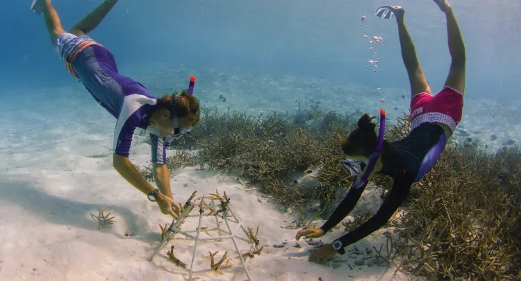2 snorkellers dive towards the sand and seagrass of the lagoon floor to tend a coral frame.