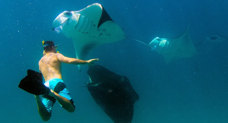 A snorkeller swims beside 2 manta rays in the blue water.