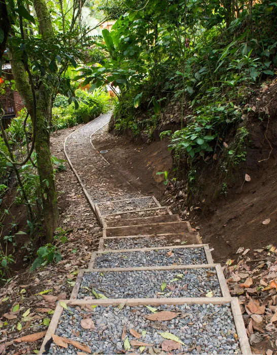 Steps along the Perezoso trail through rainforest plants