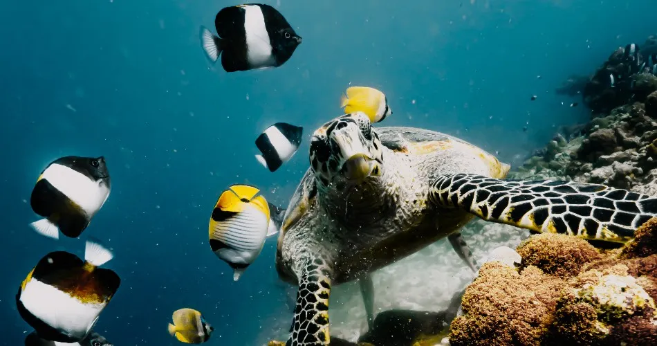 Underwater, a hawksbill turtle on the reef among yellow butterflyfish and black-and-white fish.