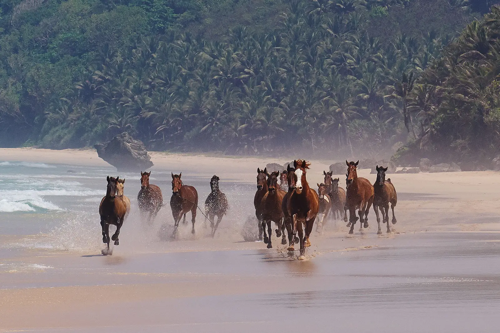 A herd of horses galloping along Nihiwatu beach, under the palm-covered headland