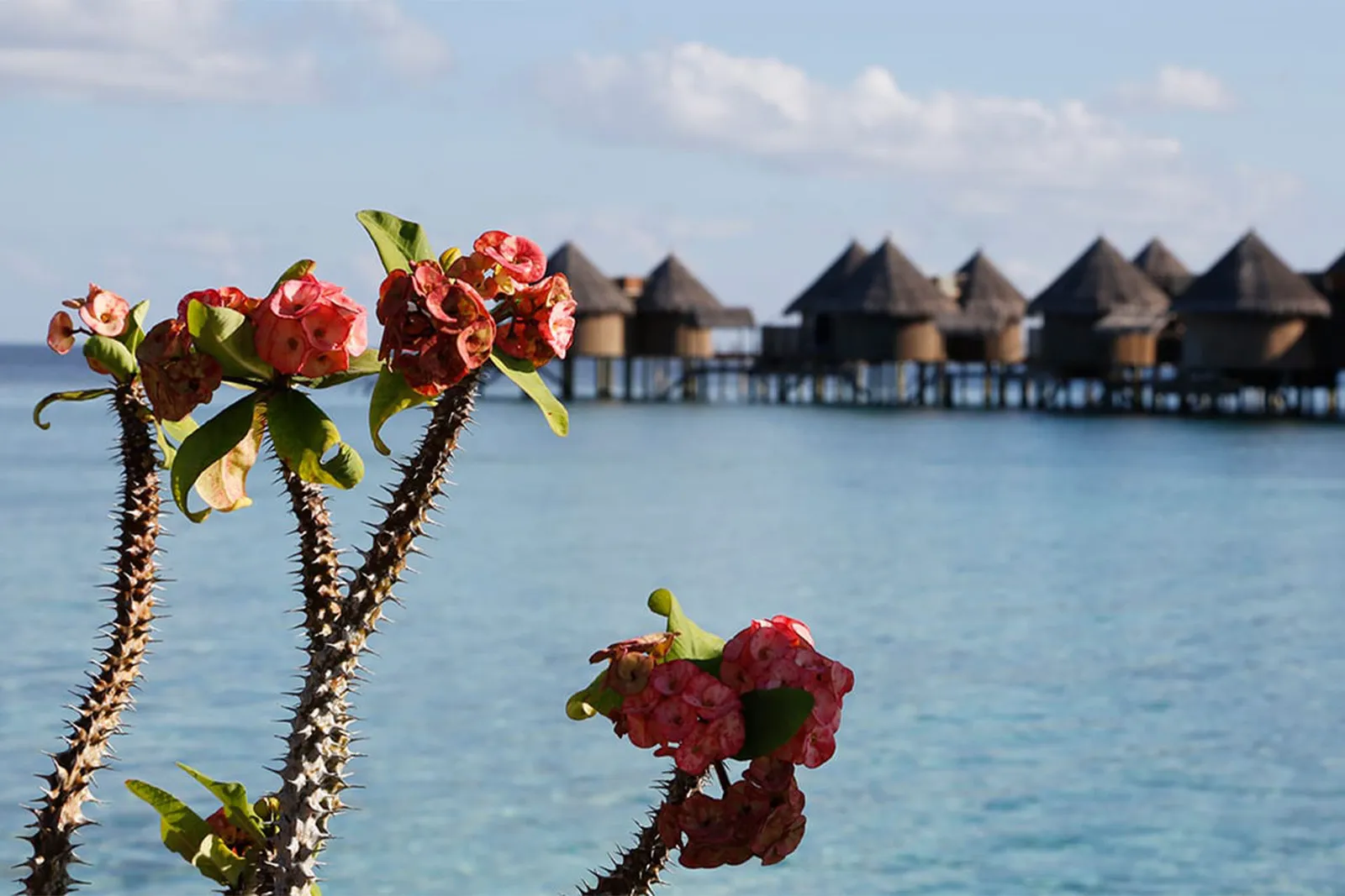 Red flowers in the foreground and the line of water villas behind.