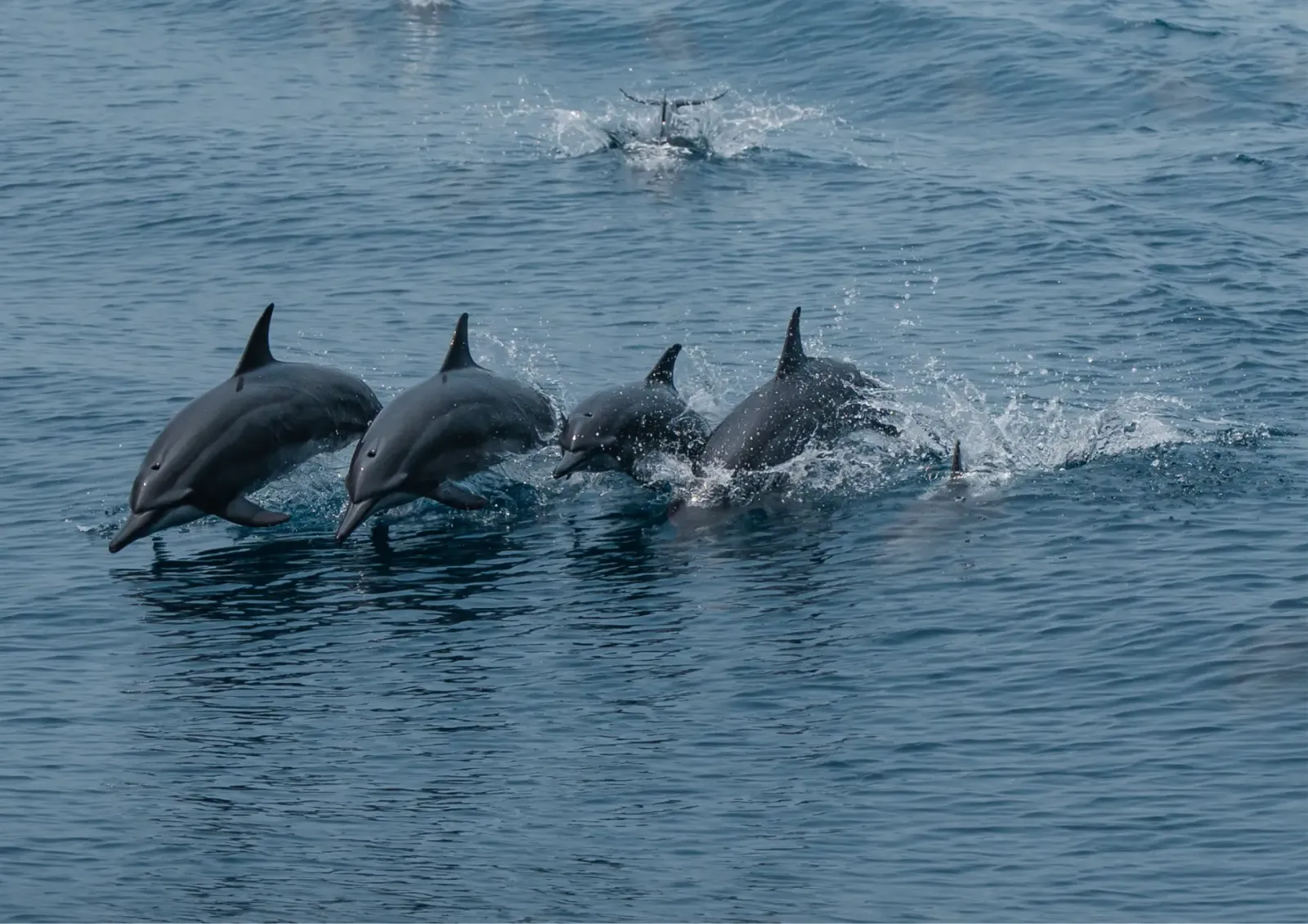 Dolphins leaping out of the atoll’s dark water.