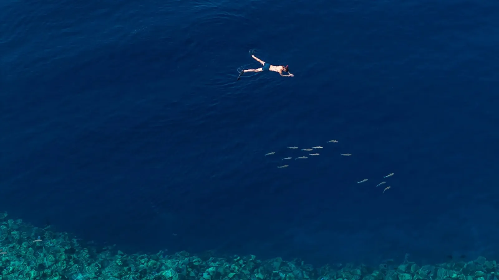 A snorkeller over deep blue water, beside a shoal of fish and the edge of the reef