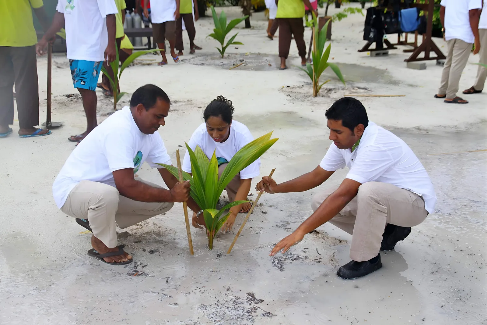 3 resort staff plant a coconut palm in the sand