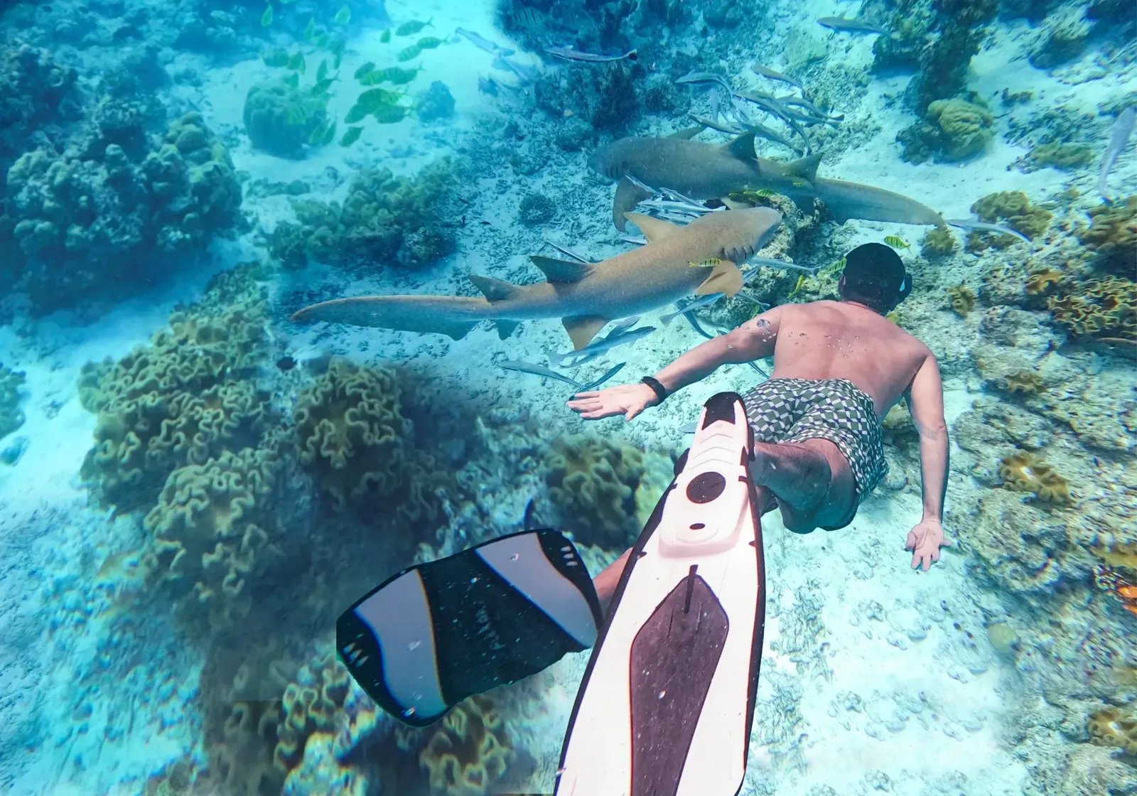 A snorkeller above a nurse shark, coral on the seabed