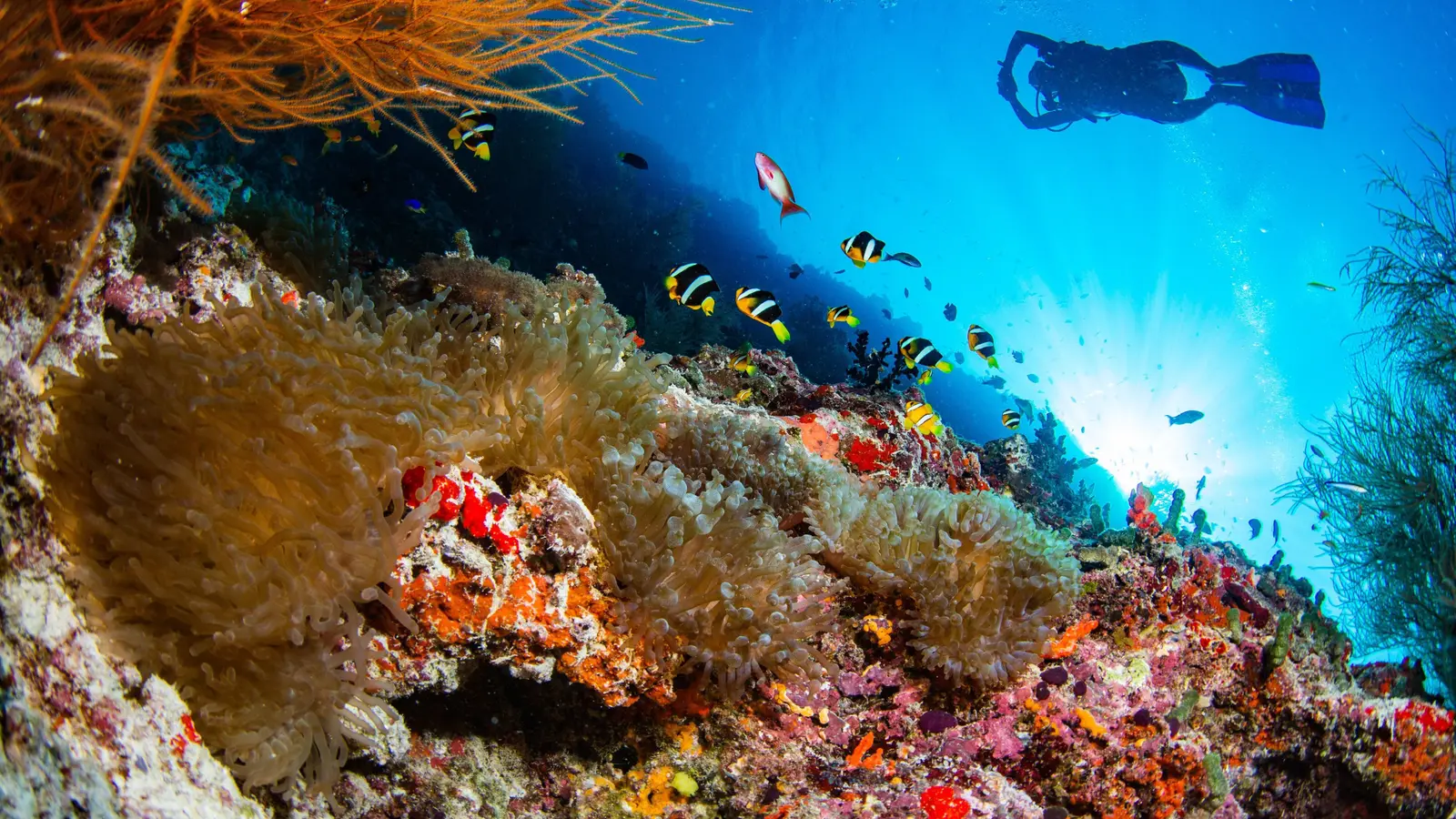 Underwater, a diver swims above a reef of corals and anemones, among clownfish and other bright fish.