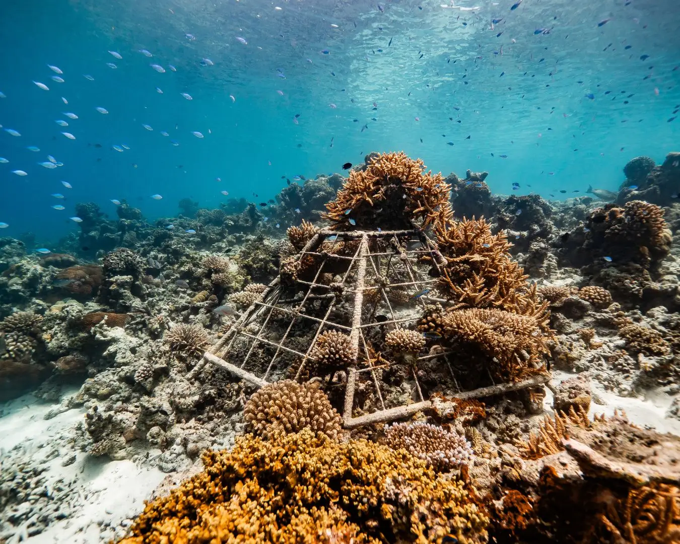 A coral nursery frame on the seabed, covered in coral, with fish around it.
