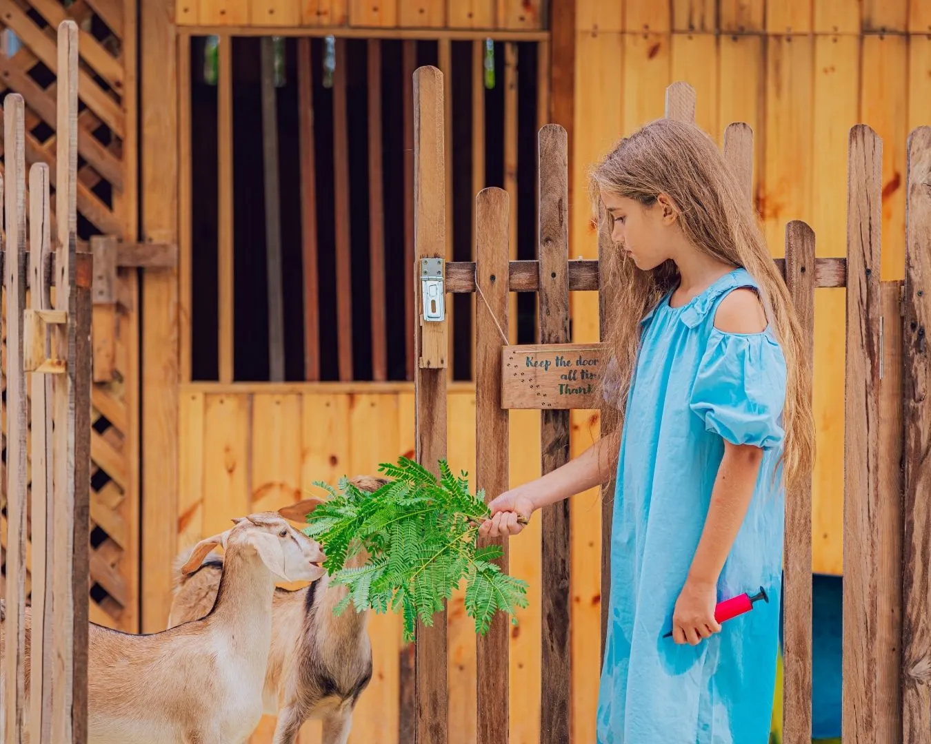 At Ollie’s Farm a girl holds out leaves to a young goat in front of the wooden pen.