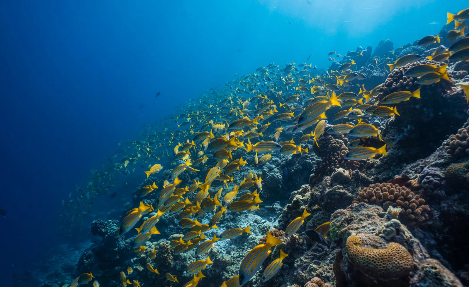 A shoal of yellow fish along the coral of Helengeli’s reef, in blue water