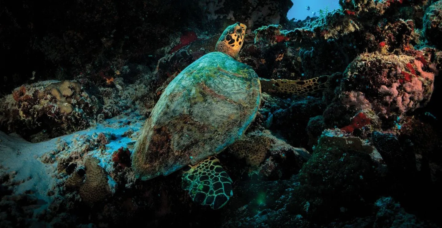 A sea turtle among the corals, photographed underwater.