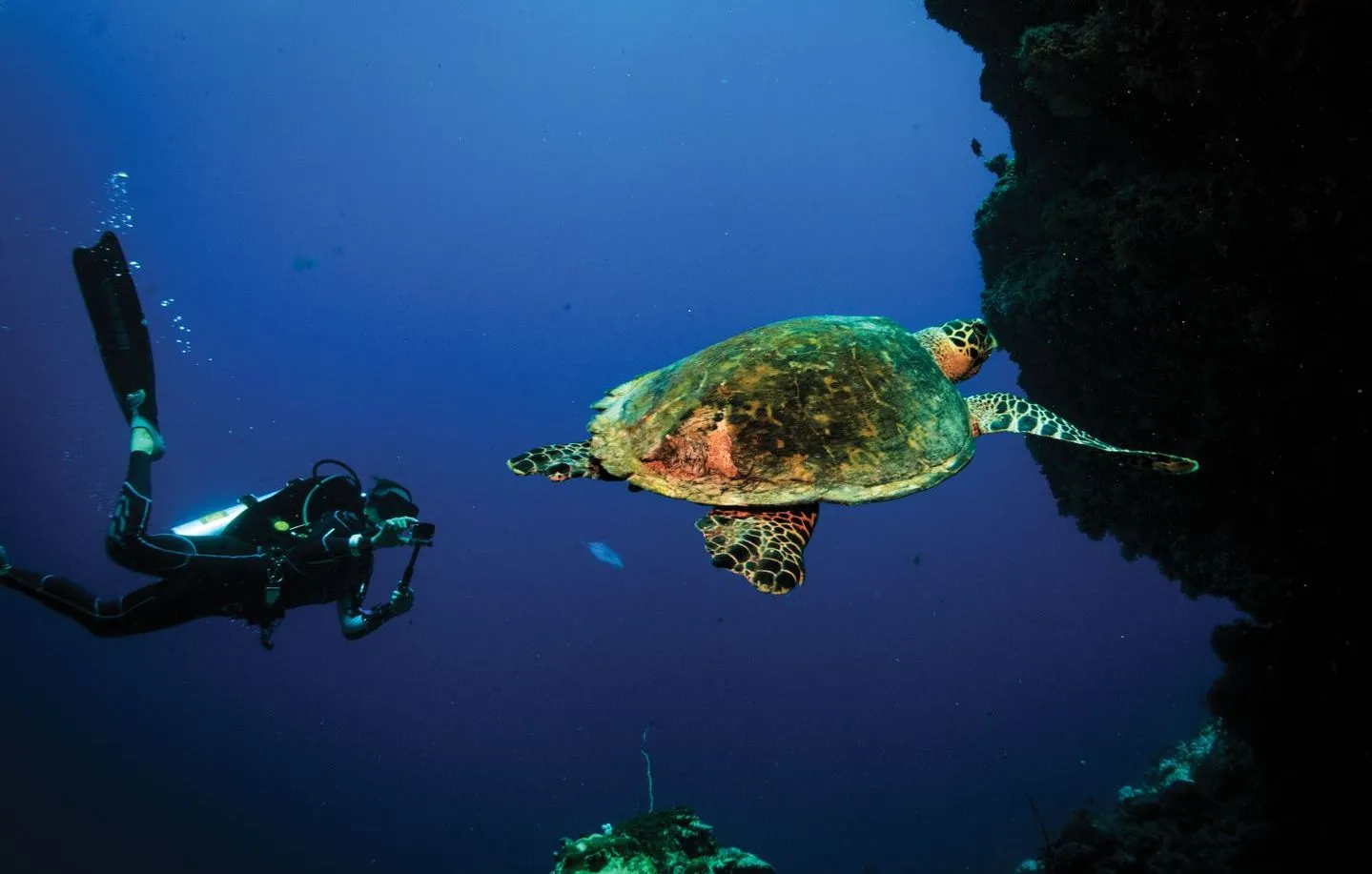 A sea turtle swims beside a diver, against the dark wall of the reef.