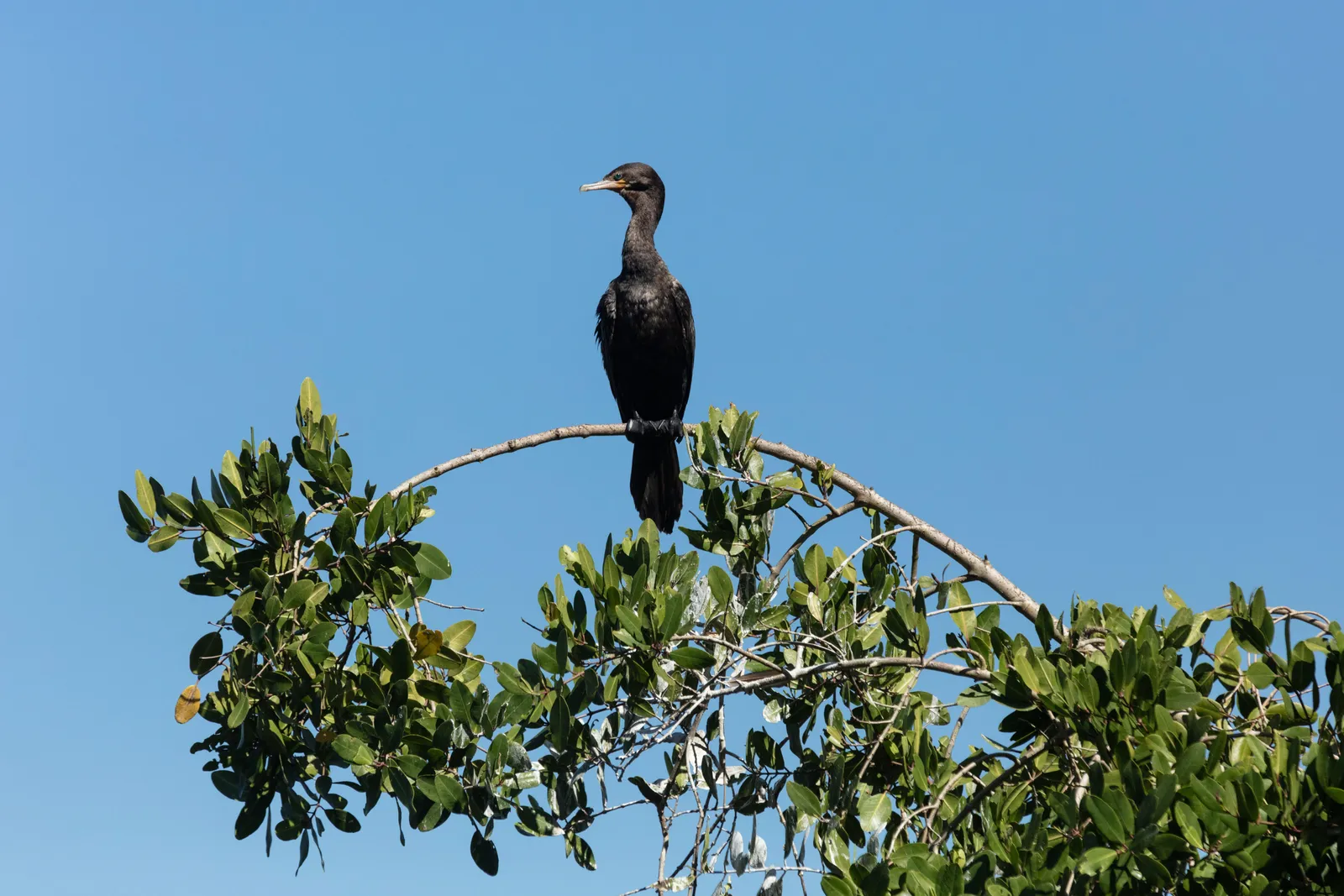 A dark bird on a branch among leaves and blue sky