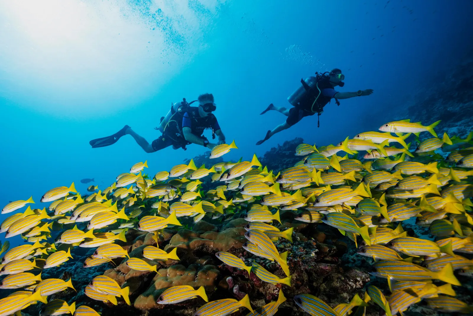 2 divers above a shoal of yellow fish