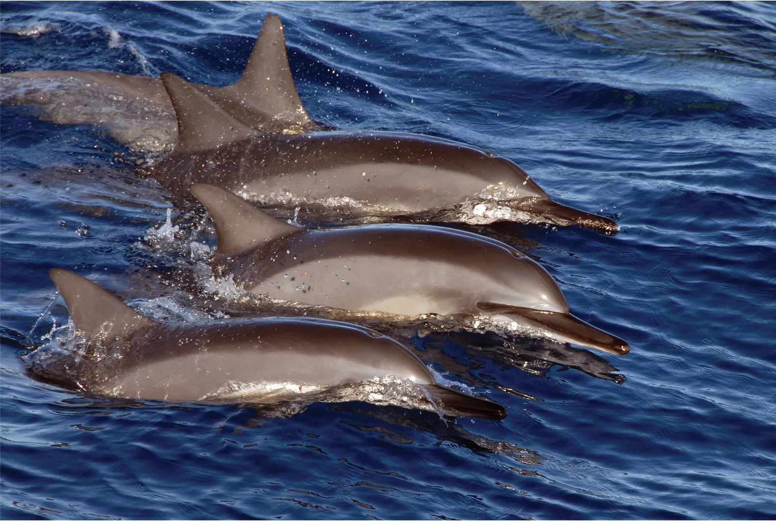 3 dolphins swimming alongside the boat