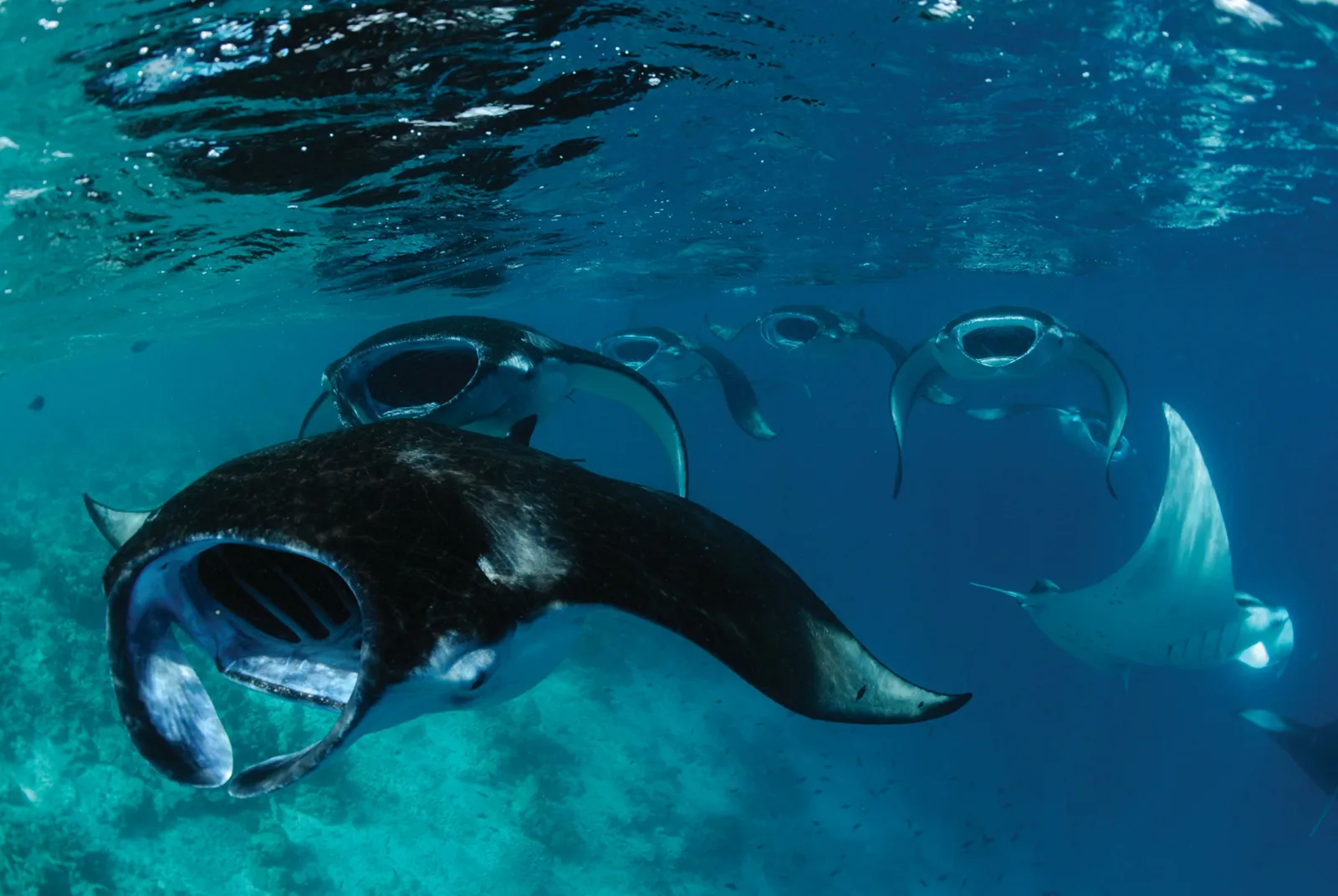 A manta ray swimming through the blue, seen from below