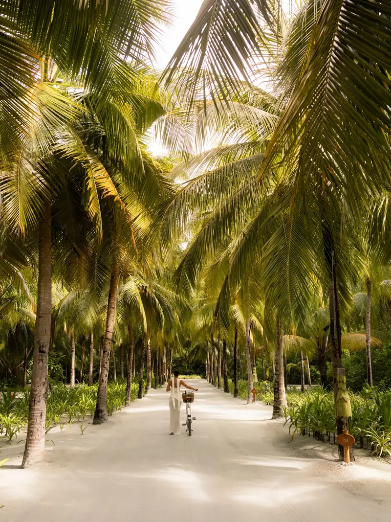 A sandy path between tall palms, a figure in the distance