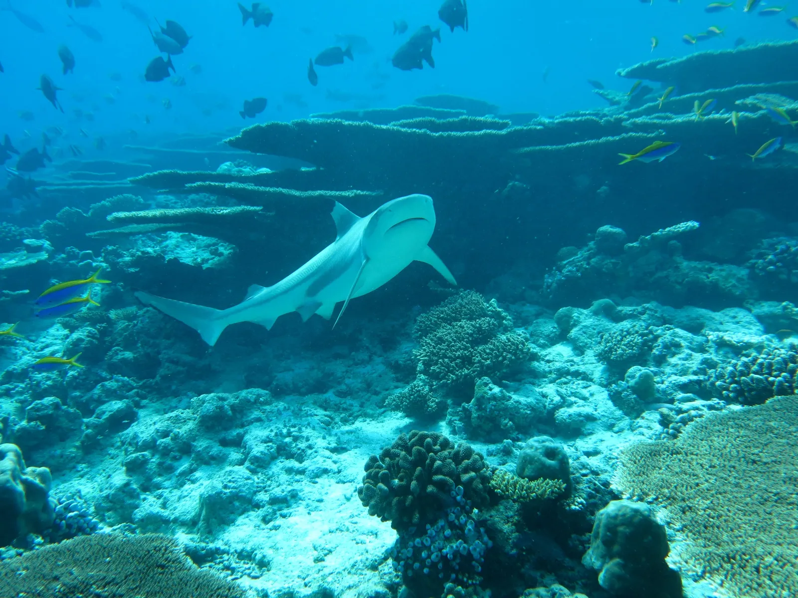 A reef shark gliding over the coral