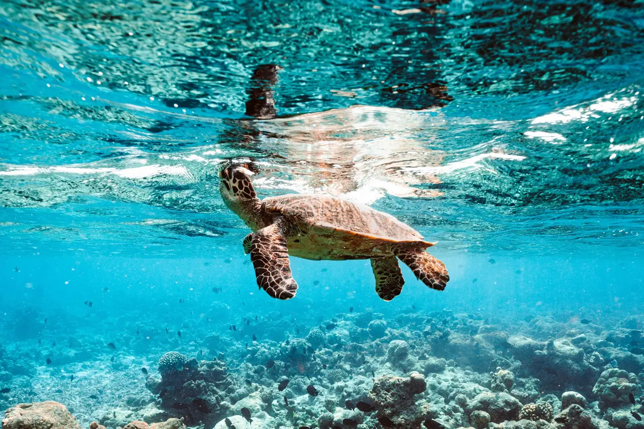 A turtle swimming above the reef