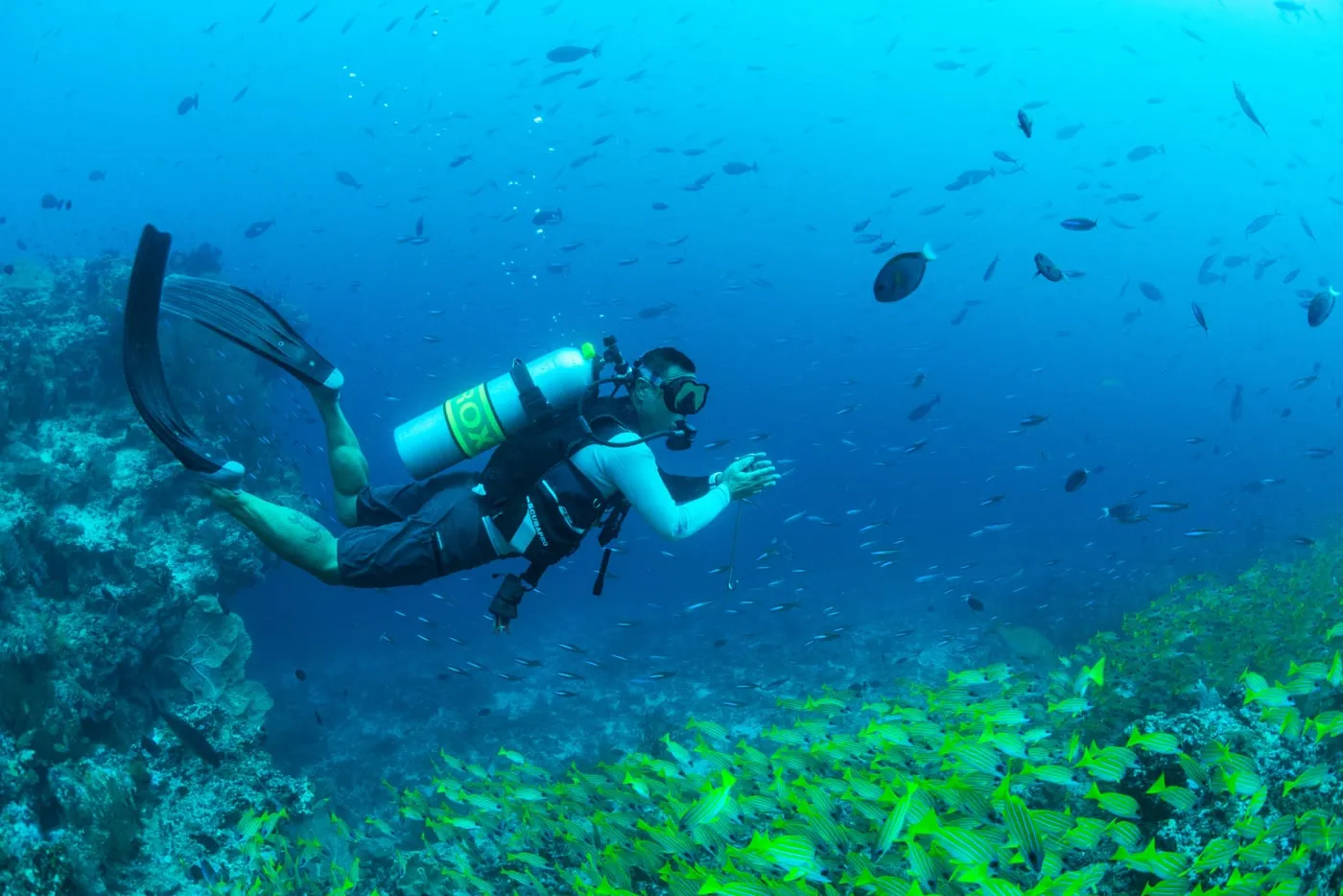 A diver swims in the blue over the reef, through a shoal of yellow fish.