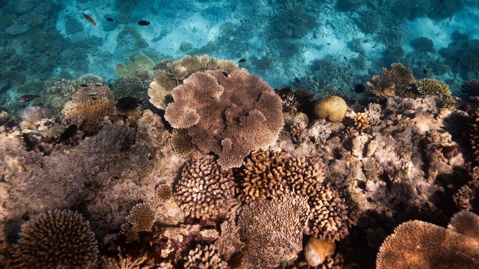Underwater coral photographed at Hadahaa
