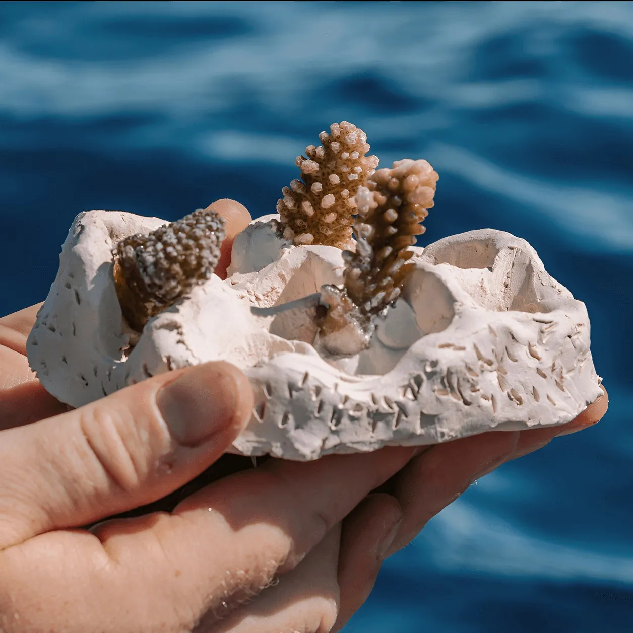 A hand holding a ceramic base with small coral fragments, above the sea