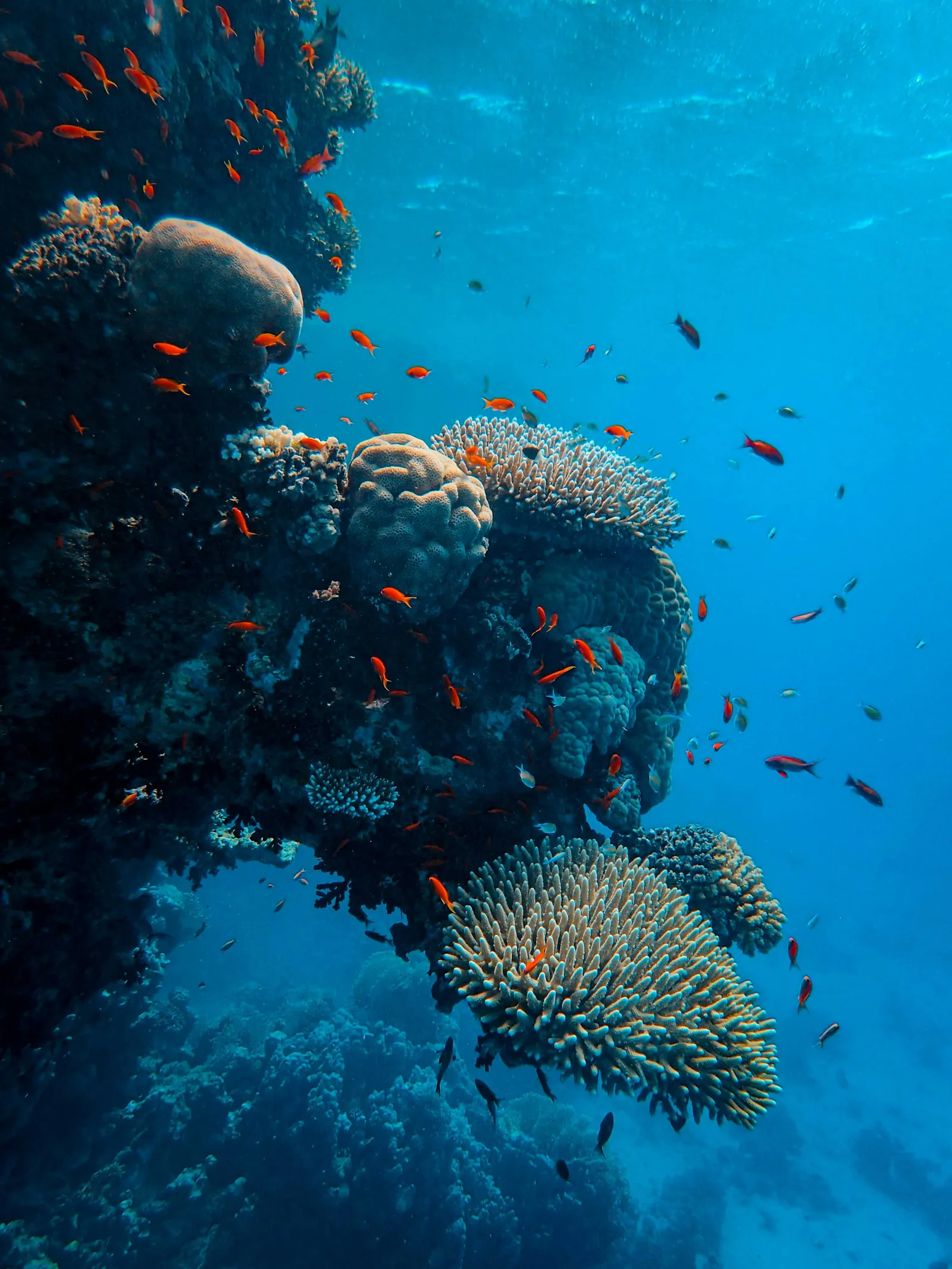 A shoal of small orange fish round a coral outcrop, in the blue