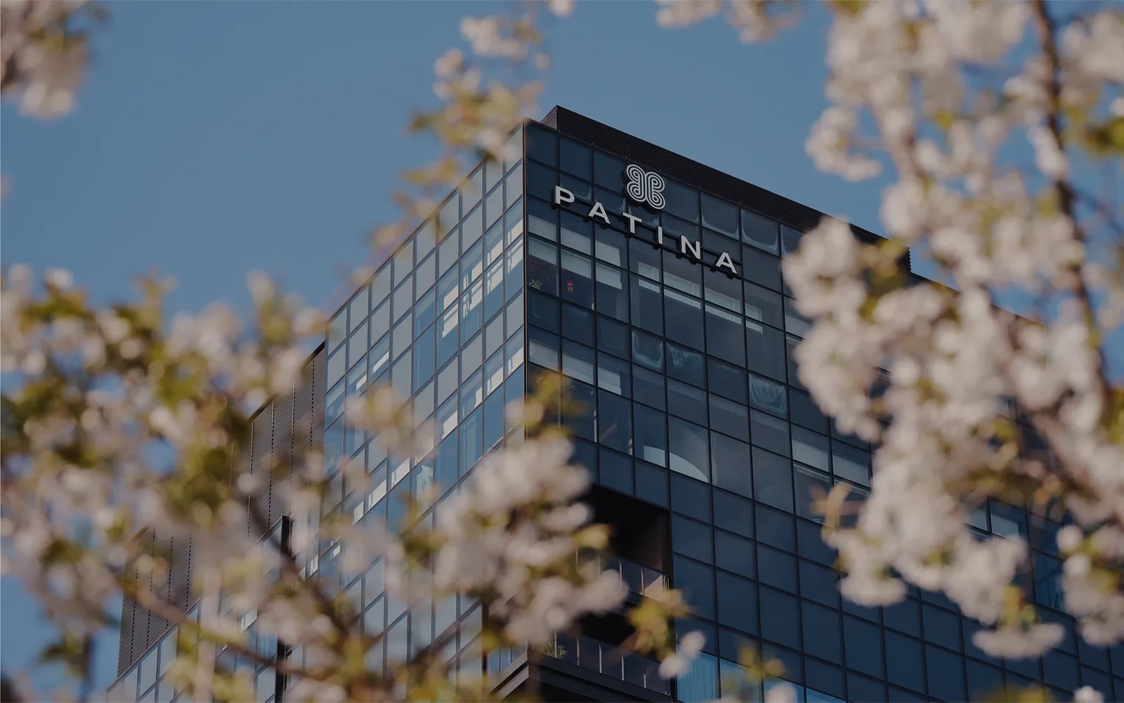 The hotel’s glass tower behind branches of cherry blossom, a blue sky above