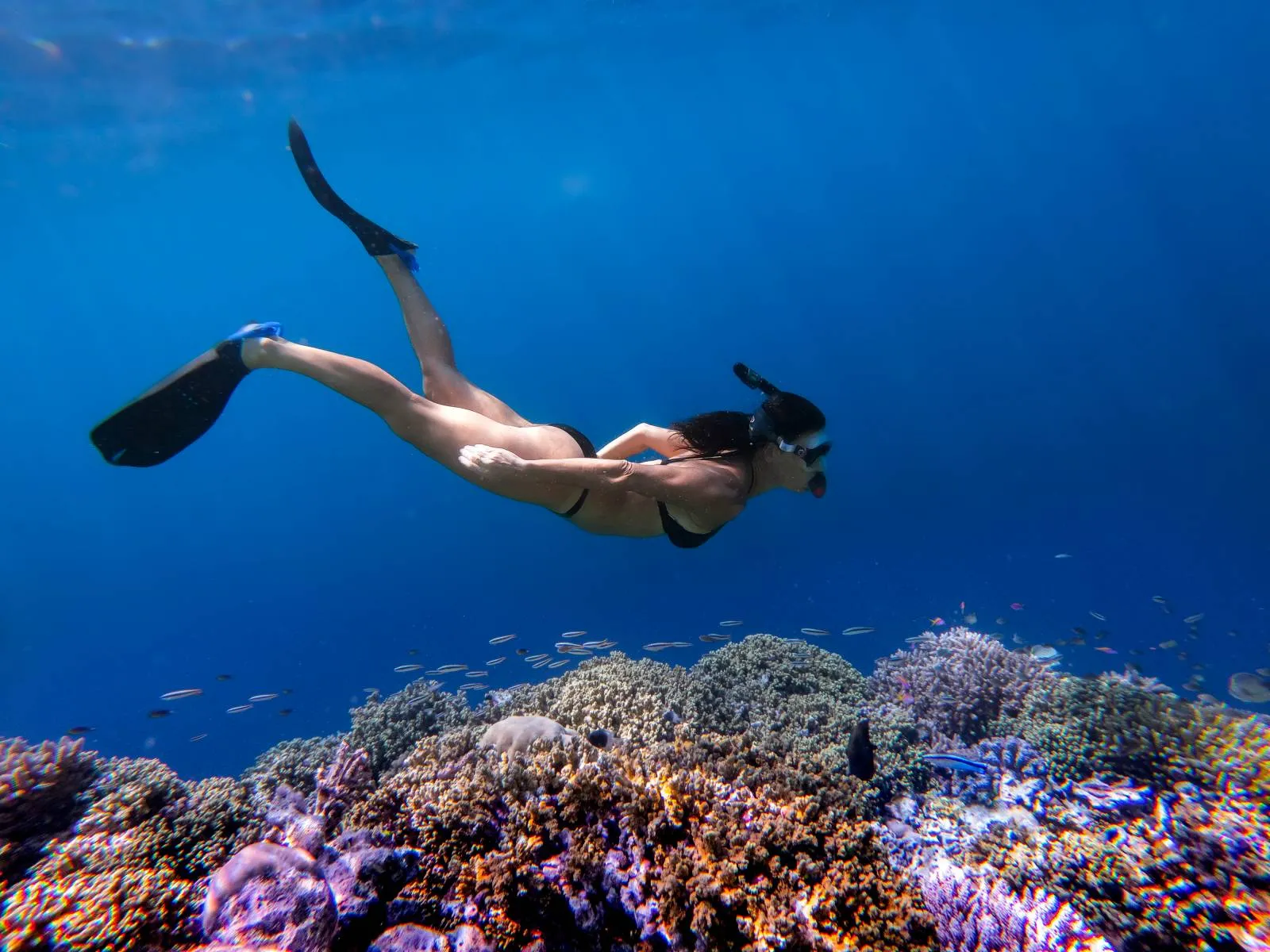 A free diver gliding down towards a reef thick with coral, in deep blue water.