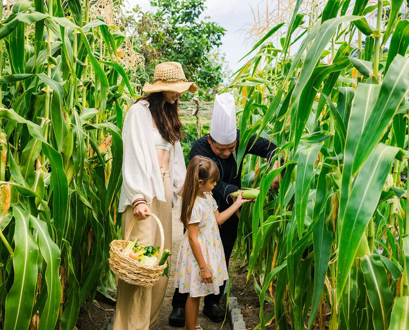 A mother, a girl and a chef picking corn among the tall plants of Seb’s Farm.