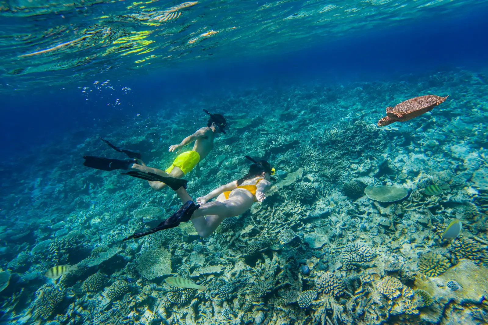 2 snorkellers over the house reef, a turtle swimming alongside