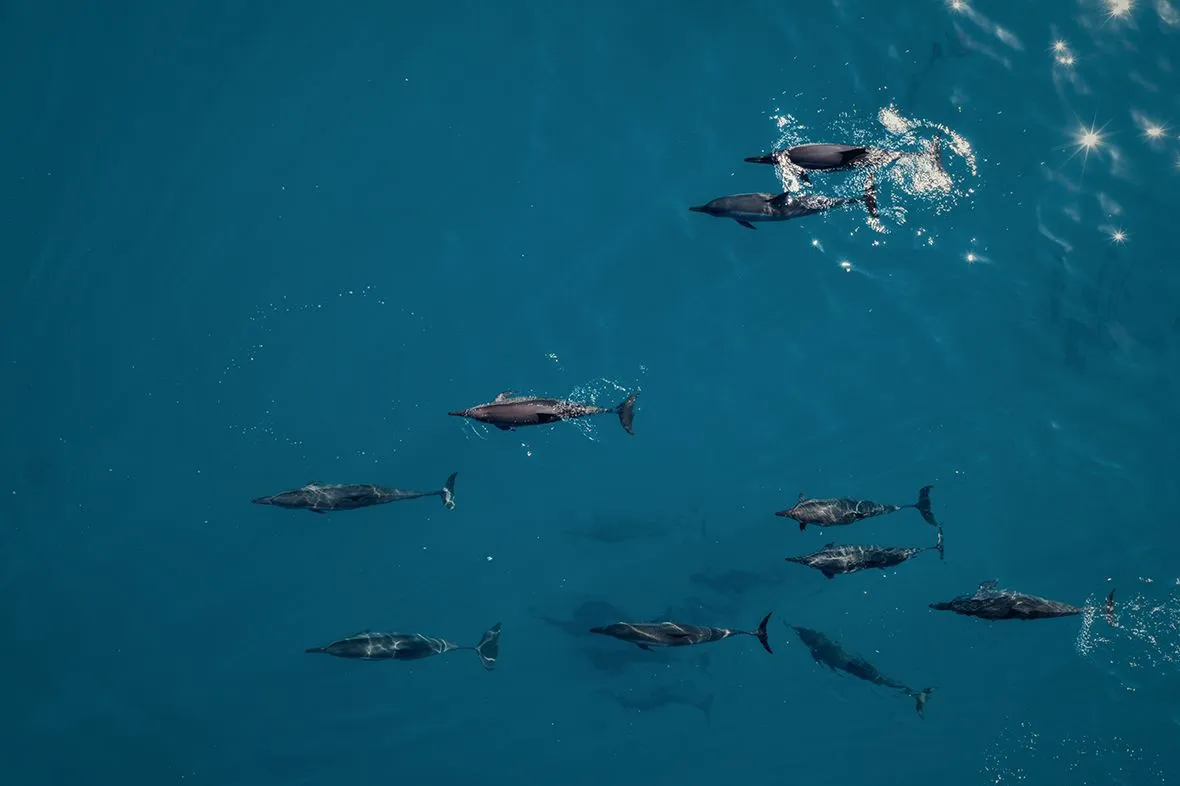 A pod of dolphins seen from above, swimming in the deep blue water around the island.
