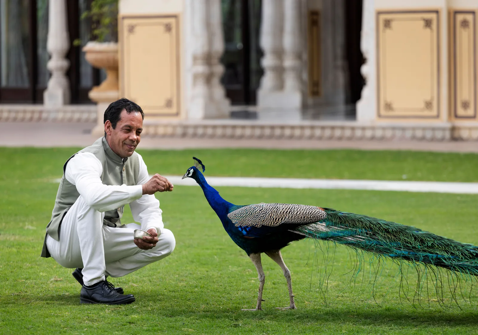 A member of staff in white feeds a peacock on the lawn