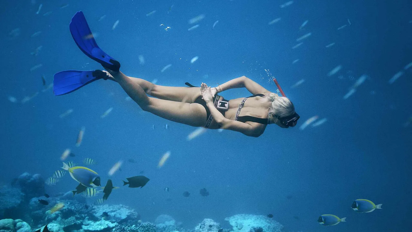 A swimmer in fins and mask dives down over the reef among the fish, in the blue.