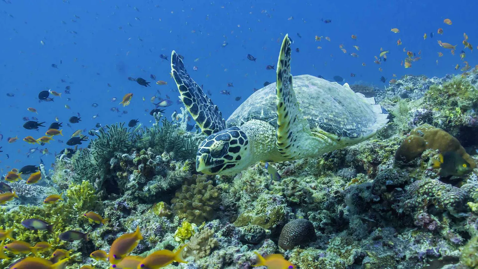 A turtle swimming over the coral among tropical fish, in clear water.