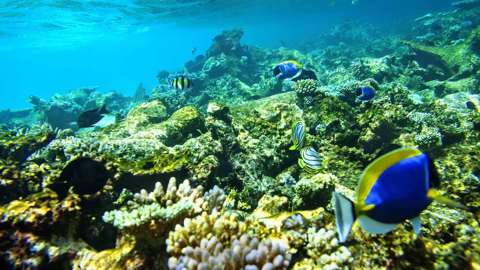 The reef underwater: corals, blue and yellow surgeonfish and butterflyfish in clear water.