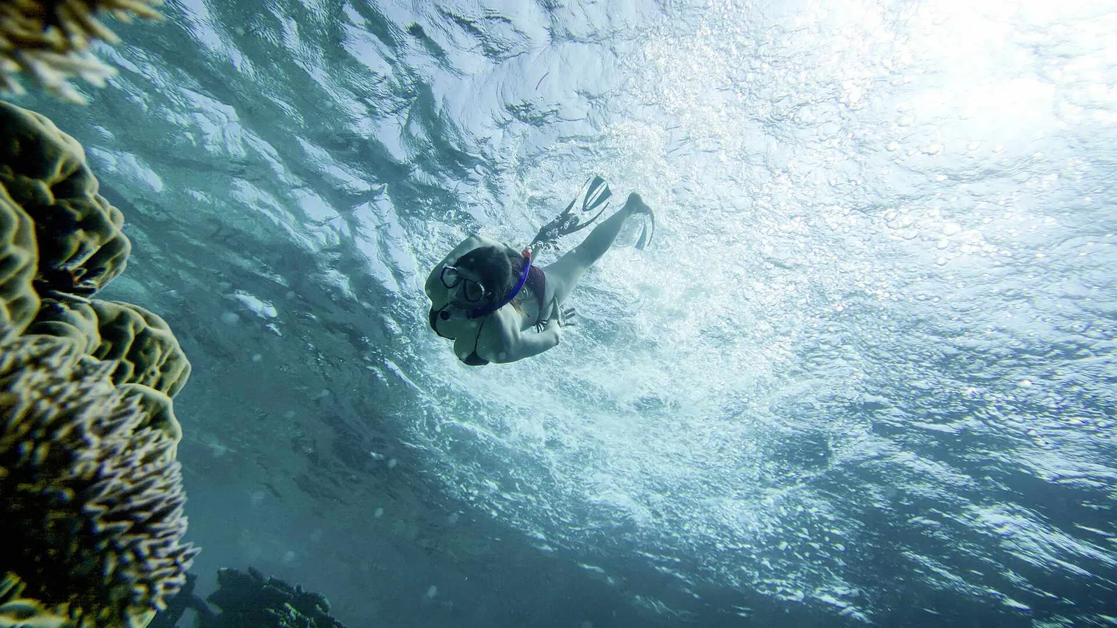 A swimmer in mask and fins dives down into the blue beside the reef’s corals.