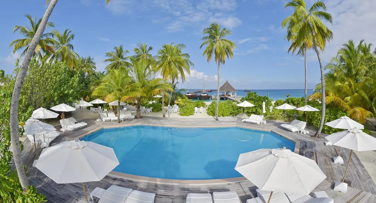 The pool among the palms.