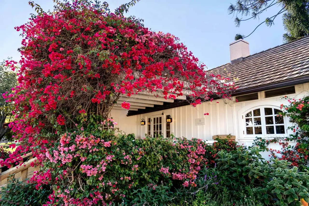 A red bougainvillea covering the corner of a white, shingle-roofed house.