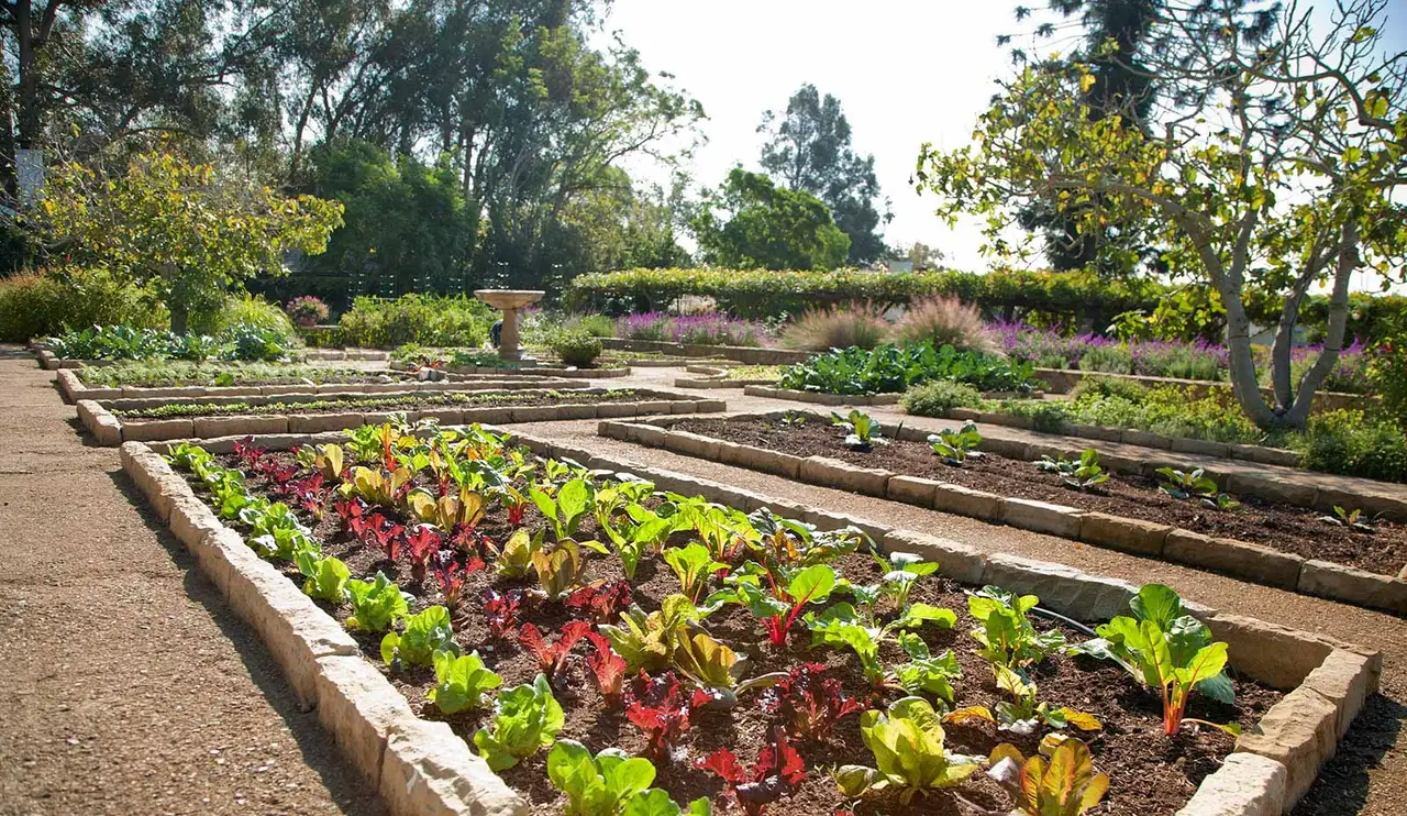The chef’s garden: stone-edged beds of chard and lettuces between hedges and trees.